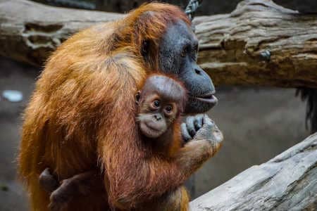 Affen mit Baby Orang Utan