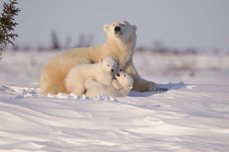 Bären Eisbär Mama mit Babies