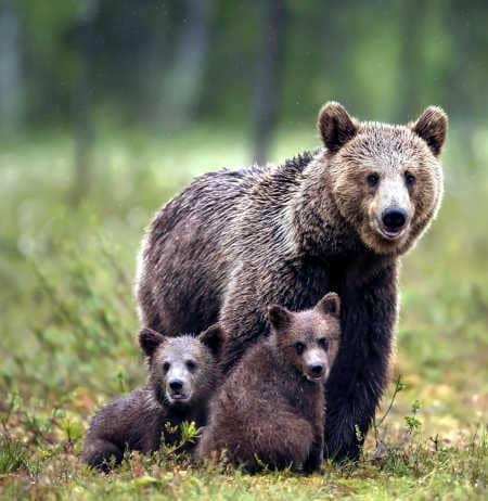 Bären Mama mit Babies auf der Wiese