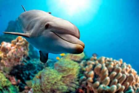 Delfine Delfin schwimmt zwichen Koralllen