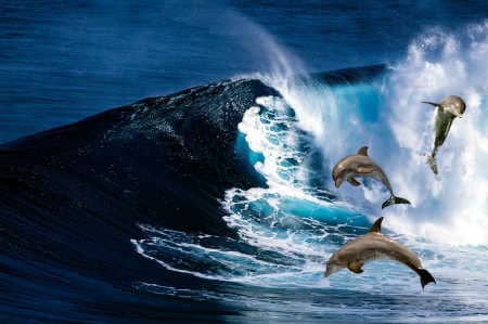 Delfine springen bei großer Welle im Meer
