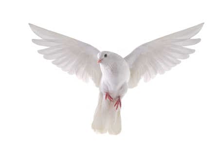 Die göttlichen Gesetze der Heilige Geist als weiße Taube