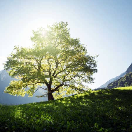 Erdsternchakra Aktvieren Baum auf einer Wiese in Berglandschaft