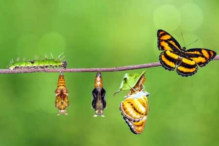 Frühere Leben sehen von der Raupe zum Schmetterling