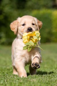 Hunde Golden Retriever Welpe rennt mit Blume im Maul