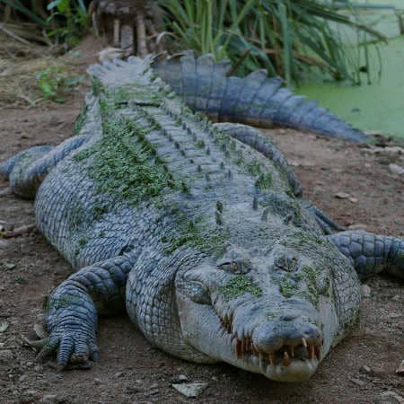 Krokodile Krokodil kommt aus dem Wasser