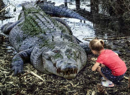 Krokodile kleines Mädchen mit Krokodil