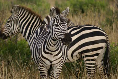 Pferde Zebras in Afrika