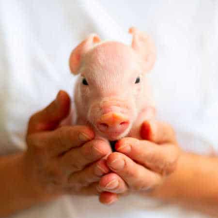 Schweine neugeborenes Schwein in den Händen der Bäuerin, schaut nach vo